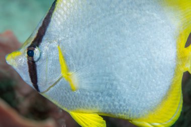 Spot fin Butter Fly FIsh on a reef.