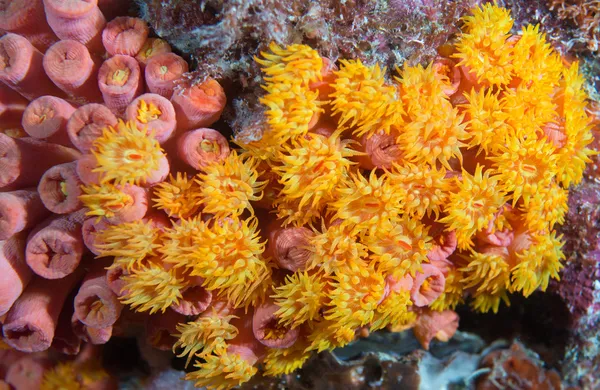 Koral cangkir oranye terbuka lebar . — Stok Foto
