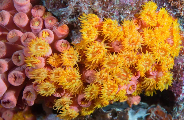 Wide open orange cup coral. — Stock Photo, Image