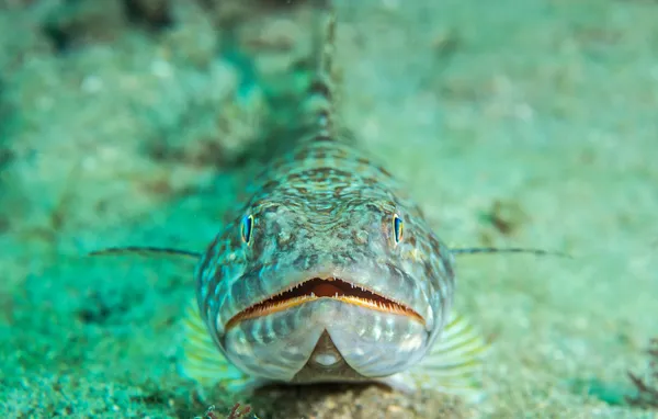 Una especie de animal marino del océano Atlántico . —  Fotos de Stock