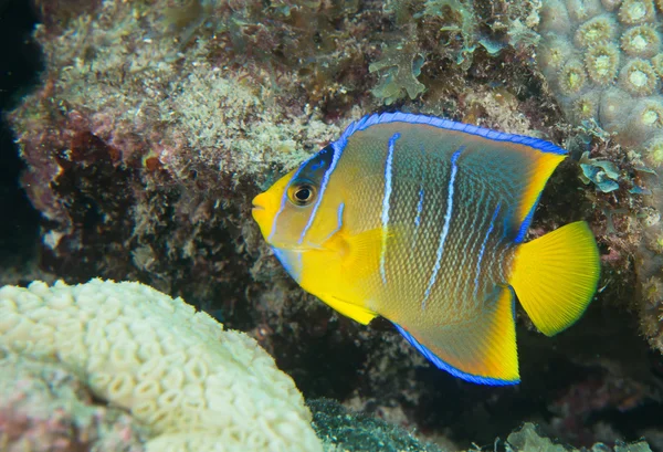 Ocean Atlantycki gatunków zwierząt morskich. — Zdjęcie stockowe