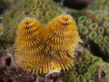 Deniz hayvan Atlantik Okyanusu tür.