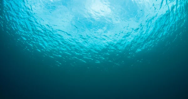 Как выглядит подводный пейзаж . — стоковое фото