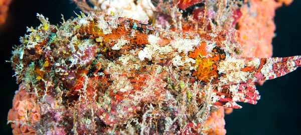 Spotted Scorpion fish on a reef. — Stock Photo, Image