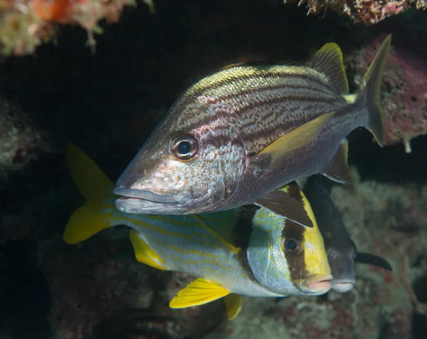 Ocean Atlantycki gatunków zwierząt morskich. — Zdjęcie stockowe