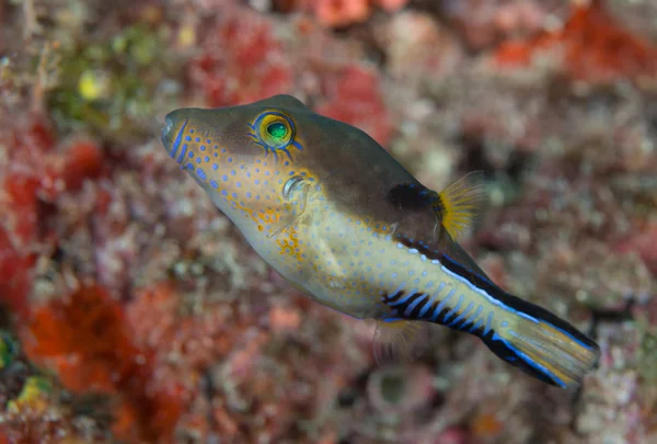 Scharfe Nase Kugelfisch auf einem Riff. — Stockfoto