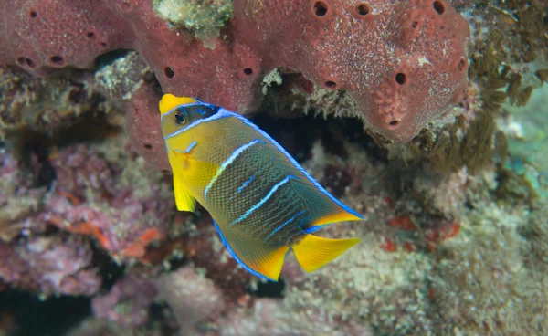 An Atlantic ocean species of marine animal. — Stock Photo, Image