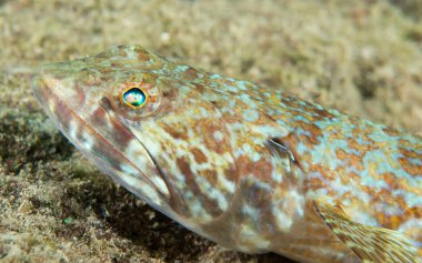 Deniz hayvan Atlantik Okyanusu tür.