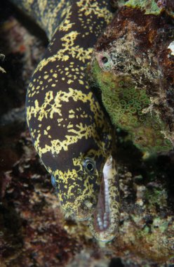 Deniz hayvan Atlantik Okyanusu tür.