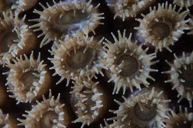 Deniz hayvan Atlantik Okyanusu tür.