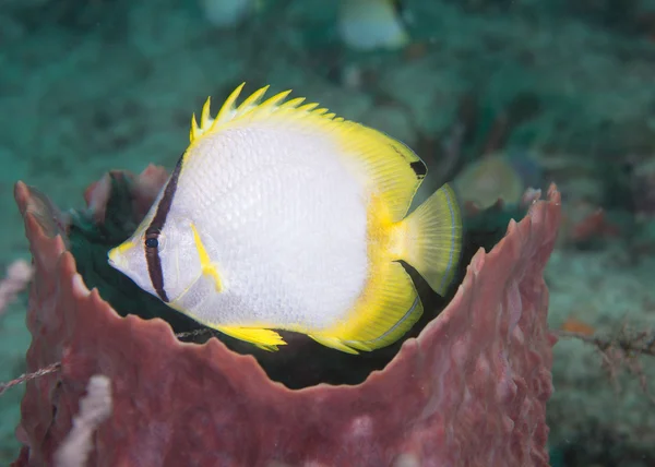 Spot Fin Butter Fly FIsh on a reef . — стоковое фото