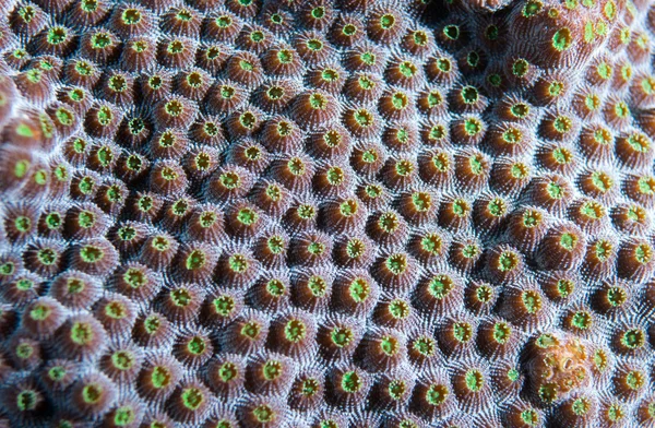 Una especie de animal marino del océano Atlántico . —  Fotos de Stock