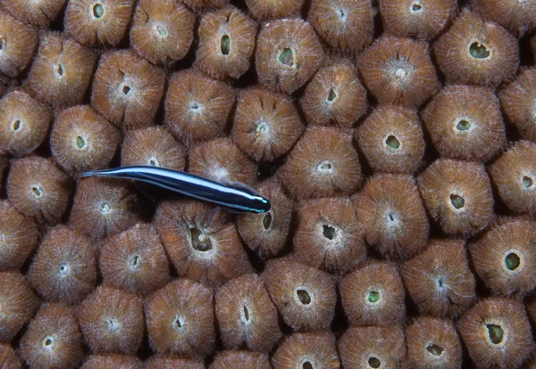 Macro shoot of a neon goby. — Stock Photo, Image