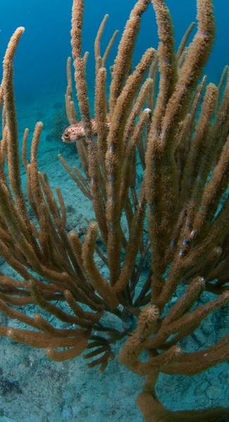 Grand corail mou en eau peu profonde — Photo