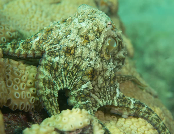 Ocean Atlantycki gatunków zwierząt morskich. — Zdjęcie stockowe