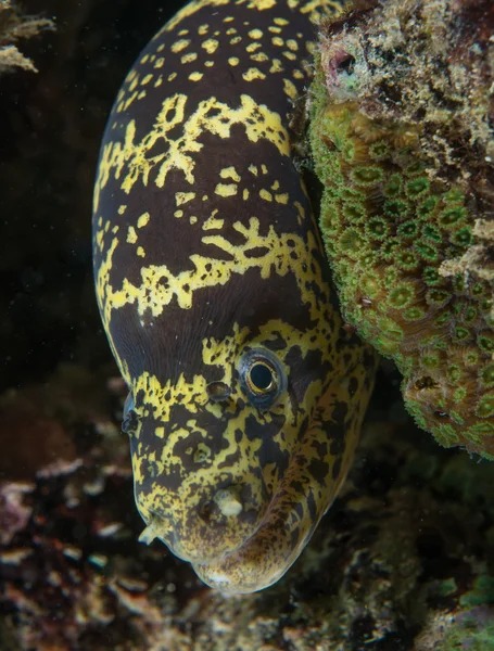 Enguia moray cadeia em um recife . — Fotografia de Stock