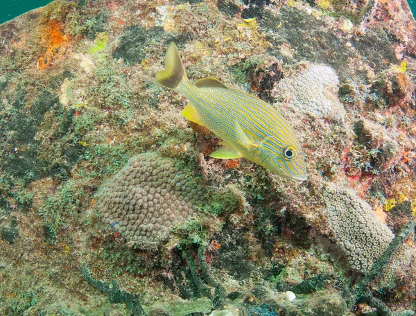 Especies de peces o coral del océano Atlántico — Foto de Stock