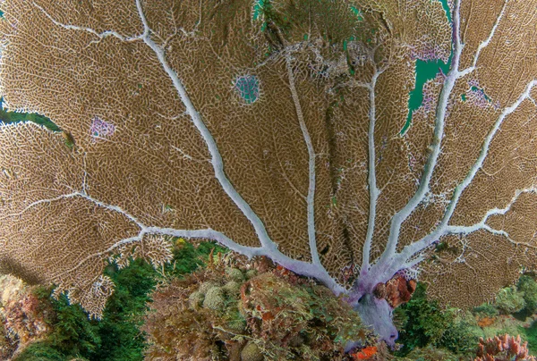 Atlanitc Ocean species of fish or coral — Stock Photo, Image