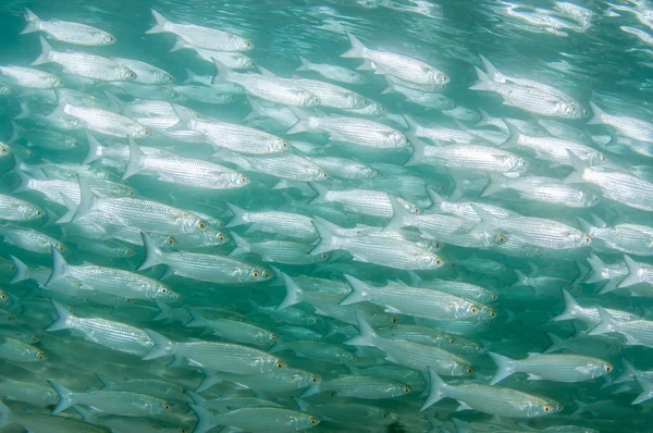 Striped Mullet in a school — Stock Photo, Image