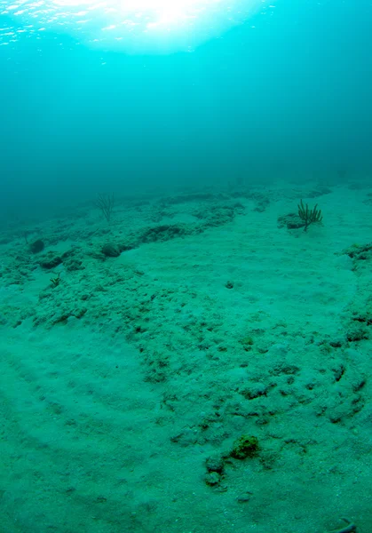 À quoi ressemble le paysage sous-marin . Images De Stock Libres De Droits