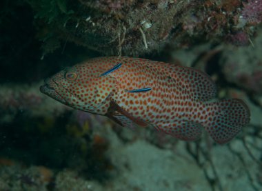 neon gobies onun cilt temizliği ile graysby