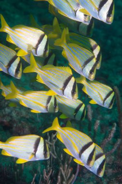 küçük okul Yüzme porkfish.