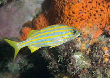 küçük ağız grunt balık bir resif üzerinde.