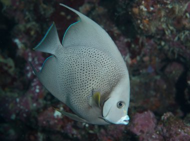 Juvenile Gray Angel Fish on a reef.