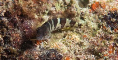 eyer blenny bir mercan kayalığı üzerine.