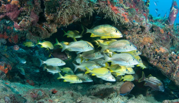 Fische schweben in einem Korallenbogen — Stockfoto