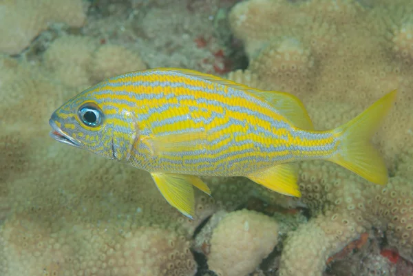 French grunt in shallow water — Stock Photo, Image