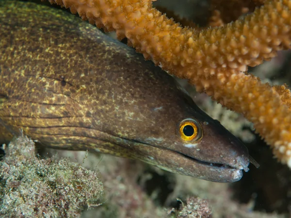Moray bocca viola accanto al corallo duro — Foto Stock
