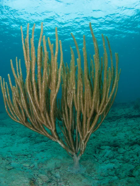 Grand corail mou en eau peu profonde — Photo