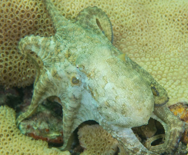 An Atlantic ocean species of marine animal. — Stock Photo, Image