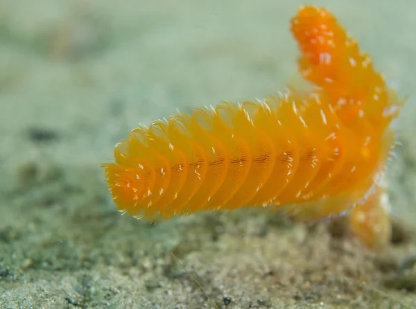 Vibrant Orange Colored Christmas Tree Worms — Stock Photo, Image