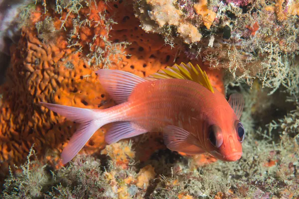 Squirrelfish regardant directement la caméra . — Photo