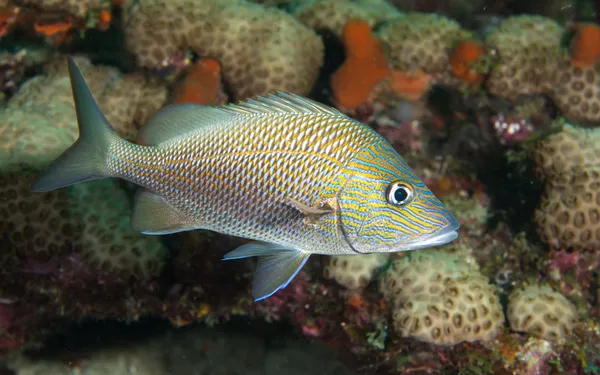 Grognement blanc Poisson sur un récif . — Photo