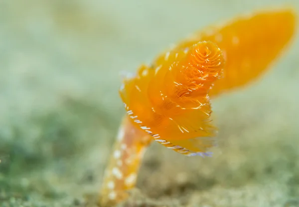 Oranje kerstboom worm — Stockfoto