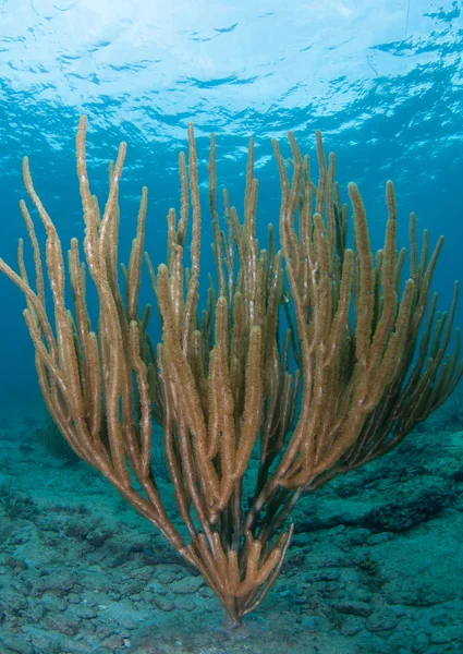 Velké gorgonian proti povrchu zpět pokles — Stock fotografie