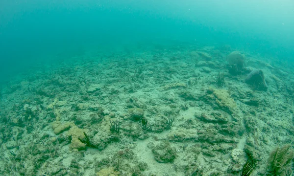 What Underwater landscape looks like. — Stock Photo, Image