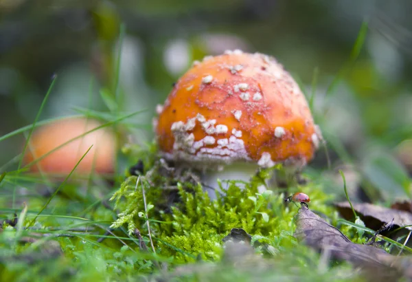 Mushroom — Stock Photo, Image