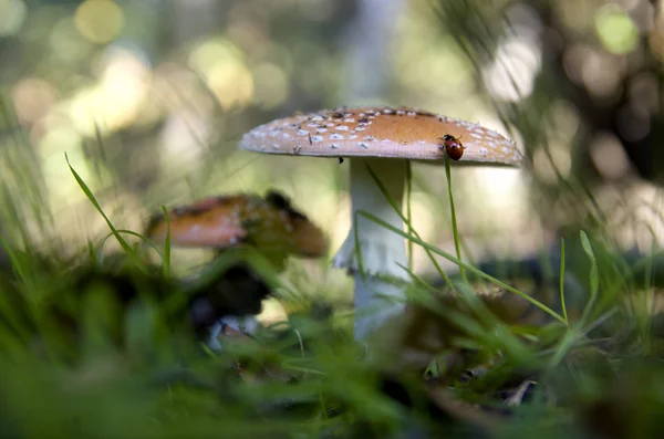 Paddenstoel — Stockfoto