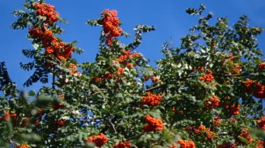 Mountain ash berries by the end of summer ( Sórbus ) ashberry .2