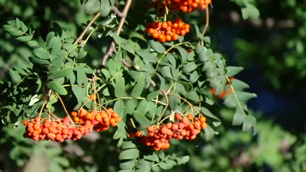 Mountain ash berries by the end of summer ( Sórbus ) ashberry .3 — Αρχείο Βίντεο