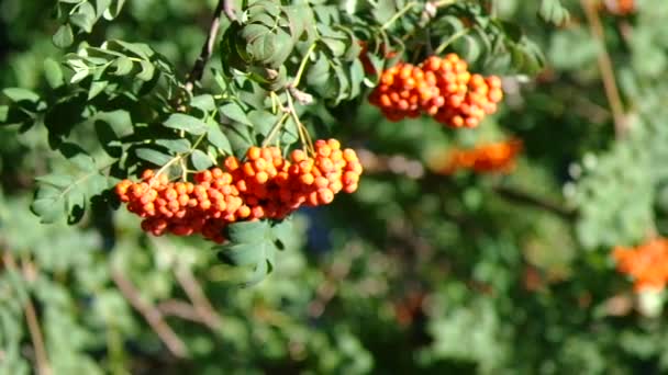 Bayas de fresno de montaña al final del verano (Sórbus) arándano .5 — Vídeos de Stock