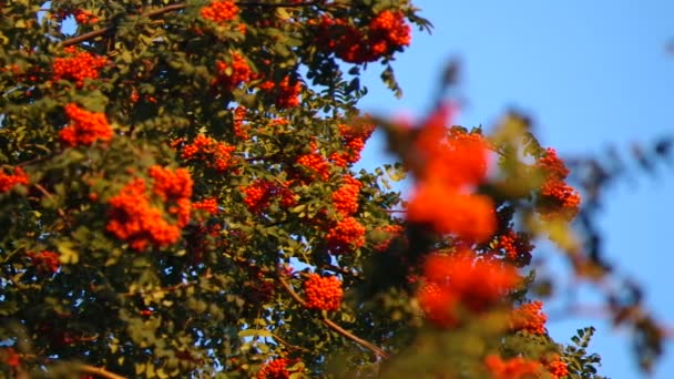 Mountain ash berries by the end of summer ( Sórbus ) ashberry .4 — Stok video