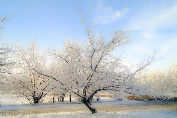 Hoarfrost on trees and a sunlight.10 — Stock Photo, Image