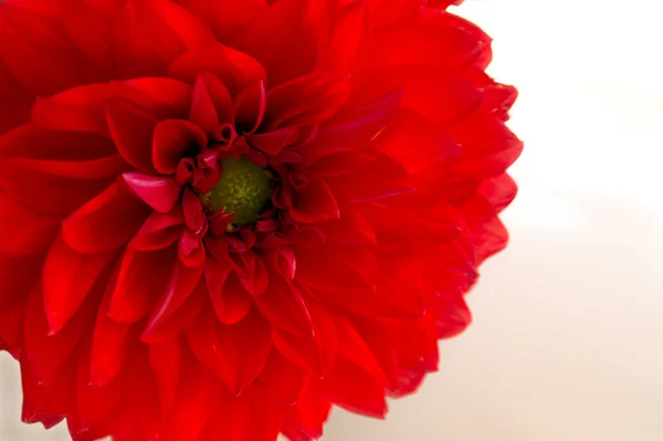 Blüten einer Chrysantheme rot — Stockfoto