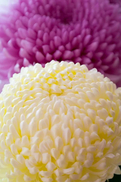 Two large chrysanthemums, pink and white-yellow. — Stock Photo, Image