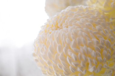 büyük beyaz bir Kasımpatı çiçeği.